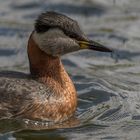 Rothalstaucher (Podiceps grisegena)