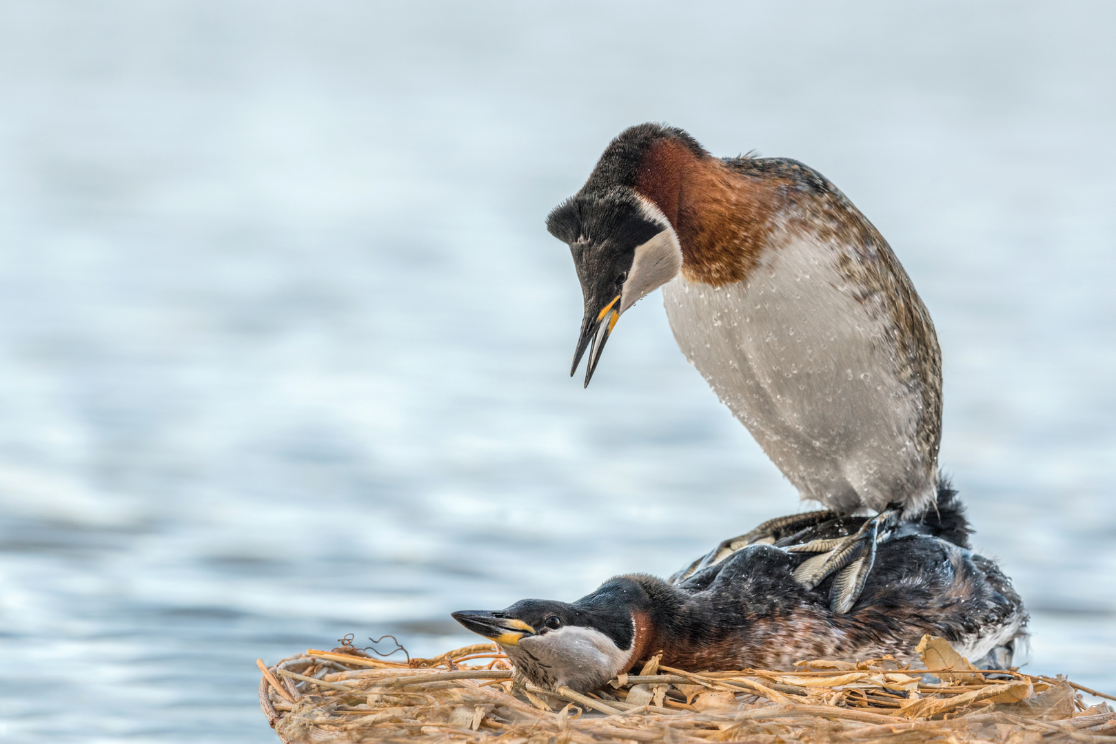 Rothalstaucher (Podiceps grisegena)