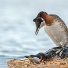 Rothalstaucher (Podiceps grisegena)