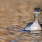 Rothalstaucher (Podiceps grisegena)