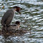 Rothalstaucher (Podiceps grisegena) 