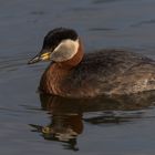 Rothalstaucher (Podiceps grisegena)