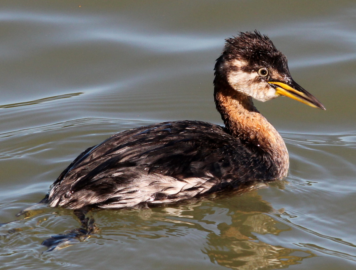 Rothalstaucher (Podiceps grisegena)