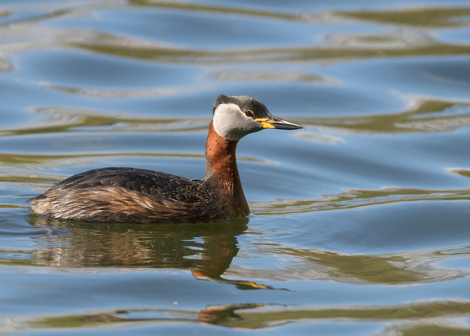 Rothalstaucher (Podiceps grisegena) 