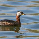 Rothalstaucher (Podiceps grisegena) 