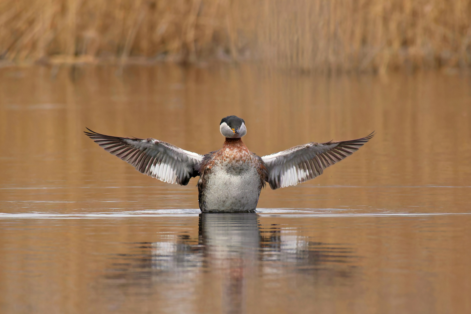 Rothalstaucher (Podiceps grisegena) 