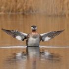 Rothalstaucher (Podiceps grisegena) 