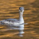 Rothalstaucher (Podiceps grisegena)