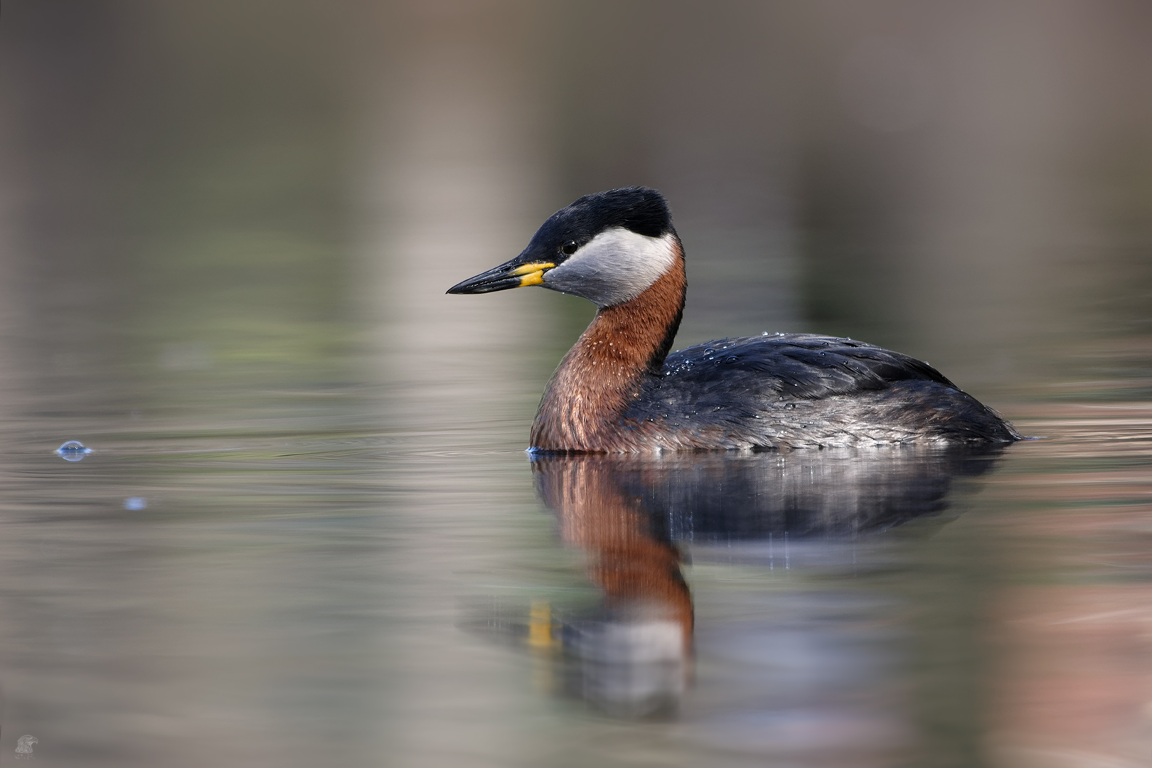 Rothalstaucher (Podiceps grisegena) ...