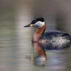 Rothalstaucher (Podiceps grisegena) ...