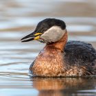 Rothalstaucher (Podiceps grisegena)