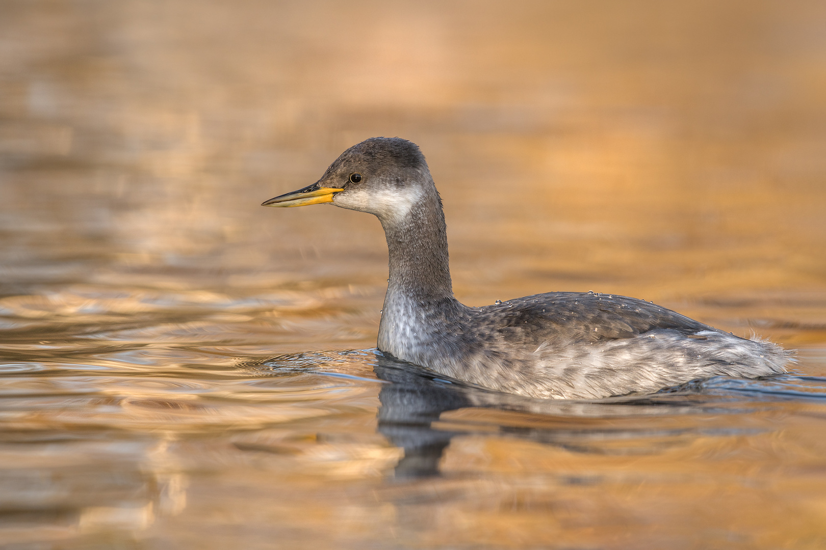 Rothalstaucher (Podiceps grisegena)