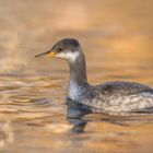 Rothalstaucher (Podiceps grisegena)