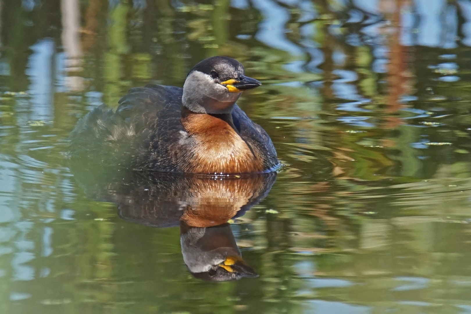 Rothalstaucher (Podiceps grisegena)