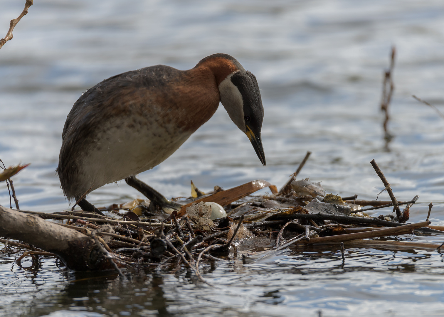 Rothalstaucher (Podiceps grisegena)