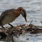 Rothalstaucher (Podiceps grisegena)