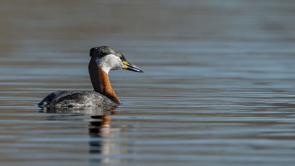 Rothalstaucher (Podiceps grisegena)