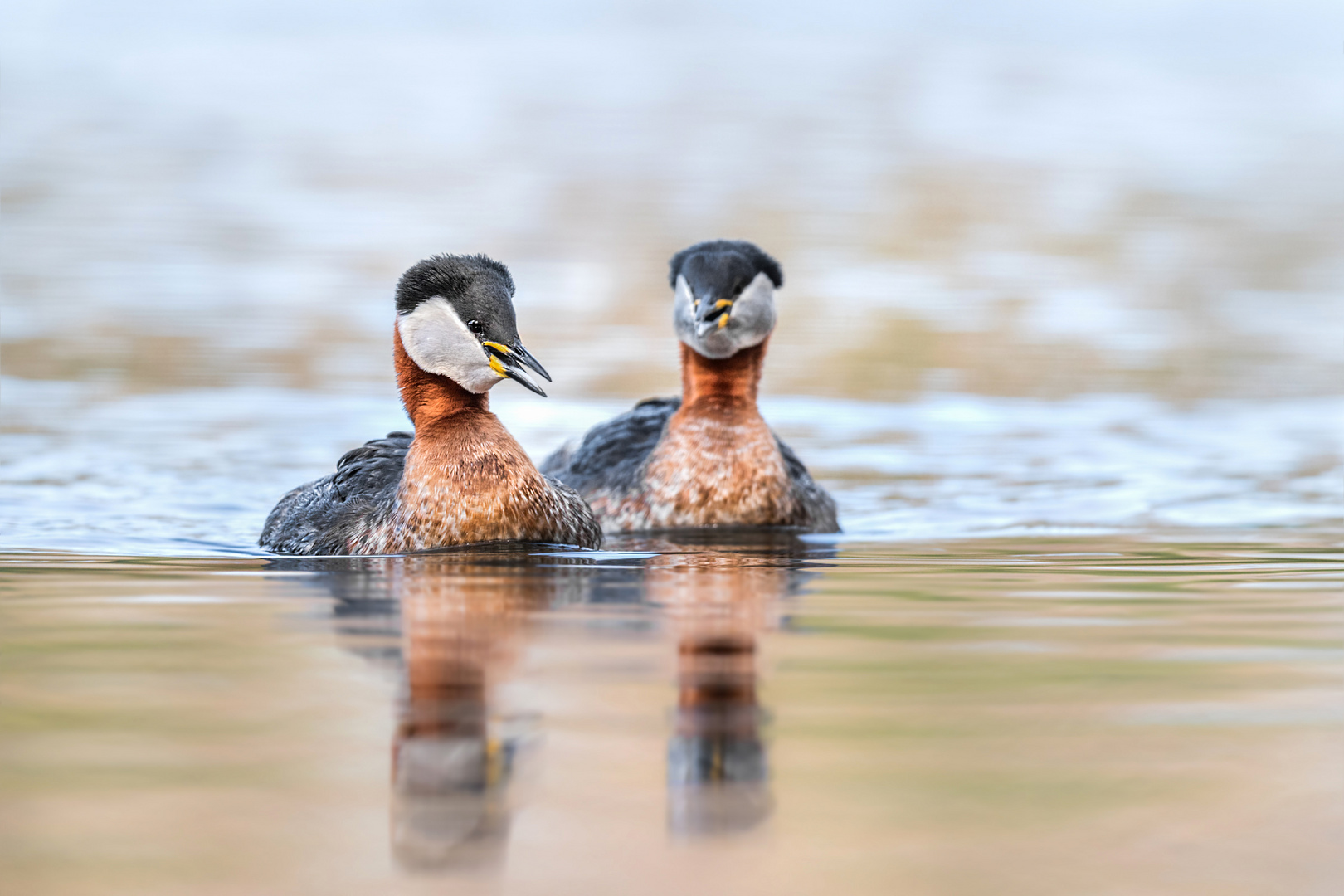 Rothalstaucher (Podiceps grisegena)