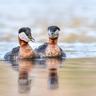 Rothalstaucher (Podiceps grisegena)