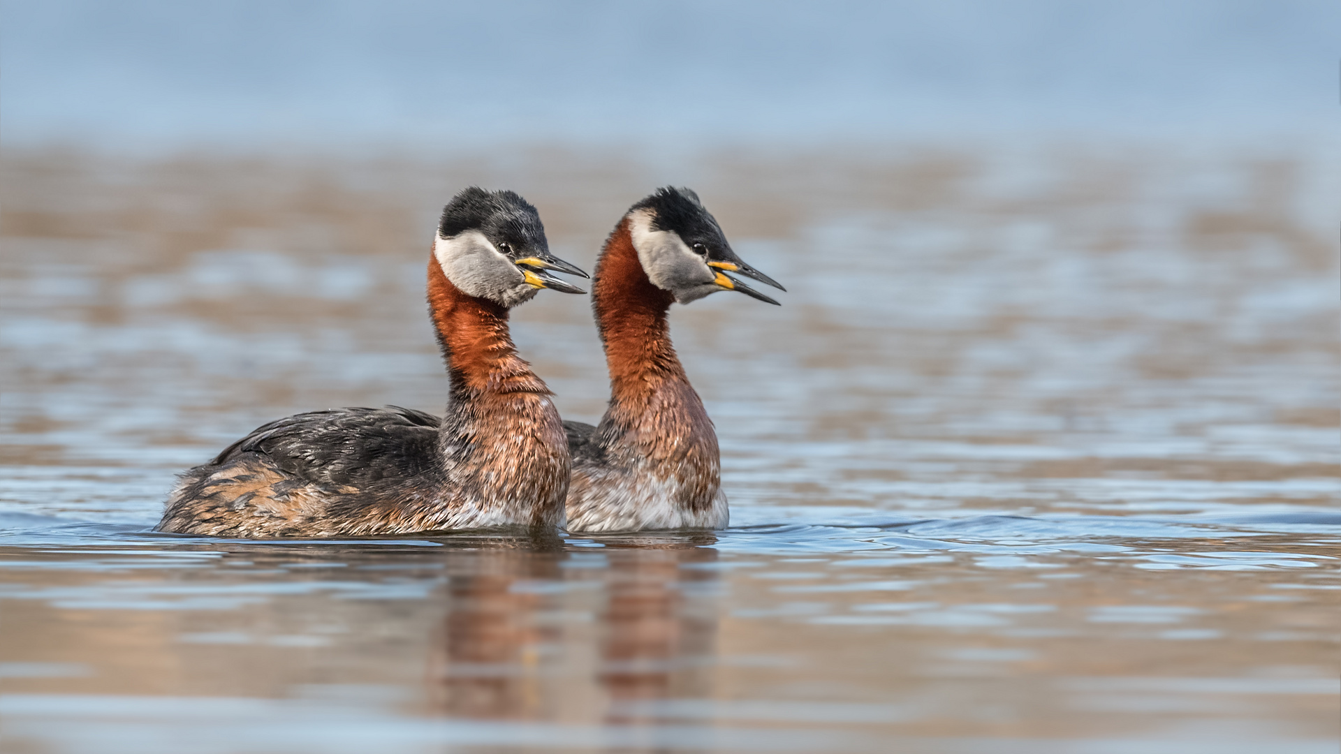 Rothalstaucher (Podiceps grisegena)