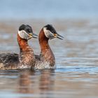 Rothalstaucher (Podiceps grisegena)