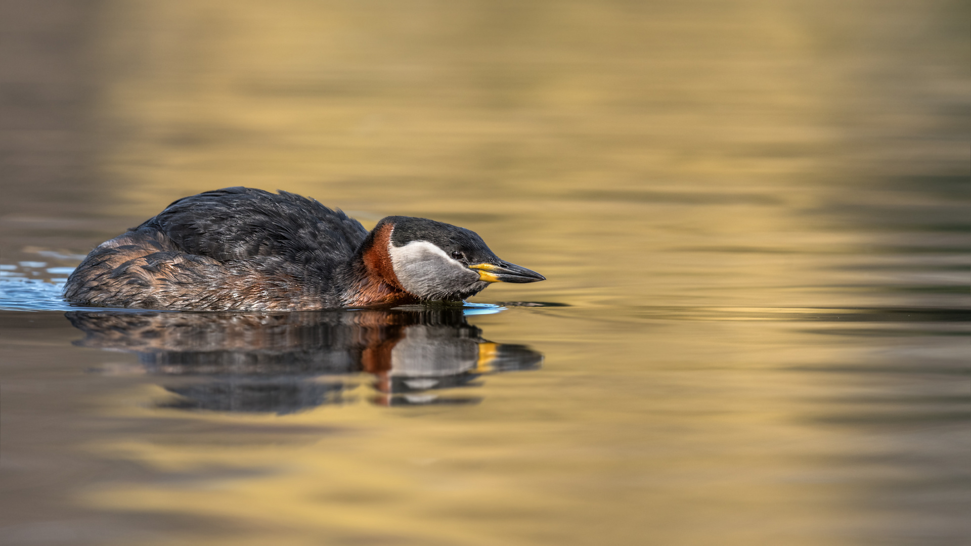 Rothalstaucher (Podiceps grisegena)