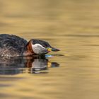 Rothalstaucher (Podiceps grisegena)