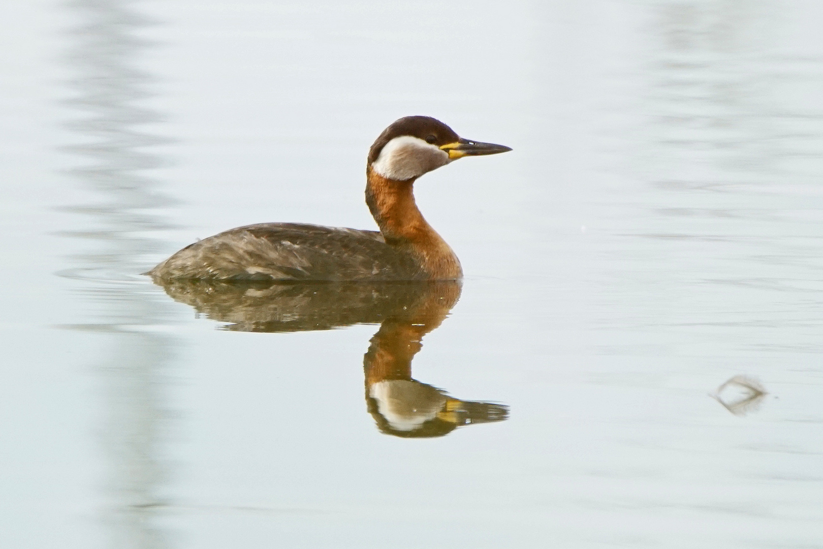 Rothalstaucher (Podiceps grisegena), Altvogel