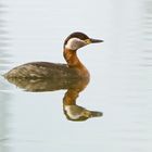 Rothalstaucher (Podiceps grisegena), Altvogel