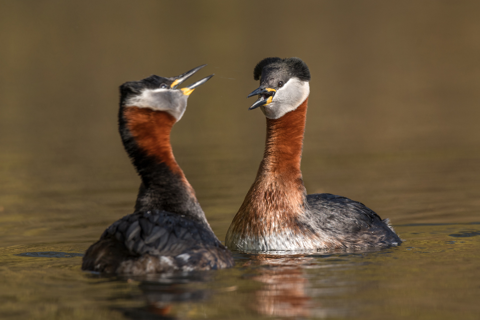 Rothalstaucher (Podiceps grisegena)