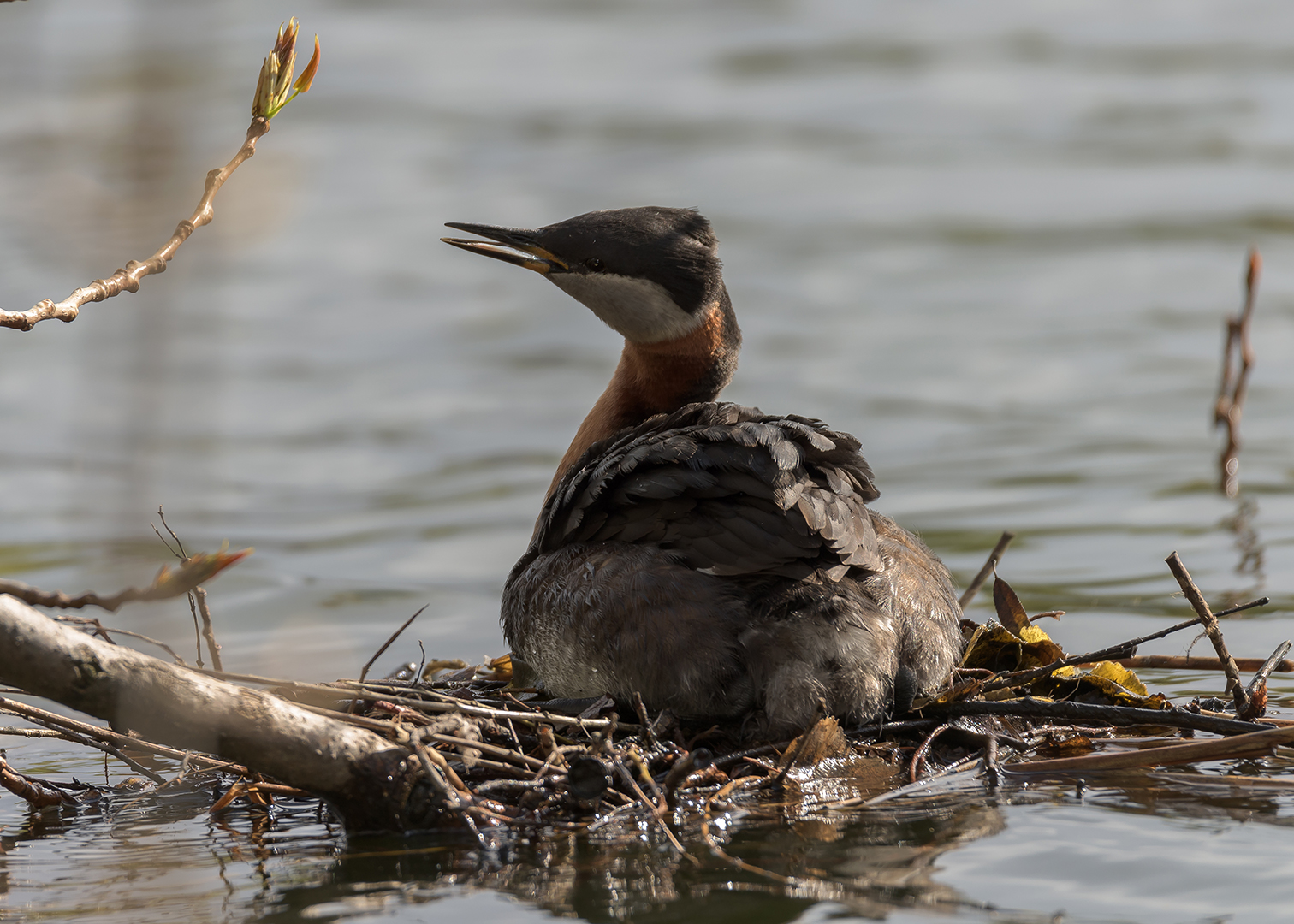 Rothalstaucher (Podiceps grisegena)