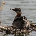 Rothalstaucher (Podiceps grisegena)