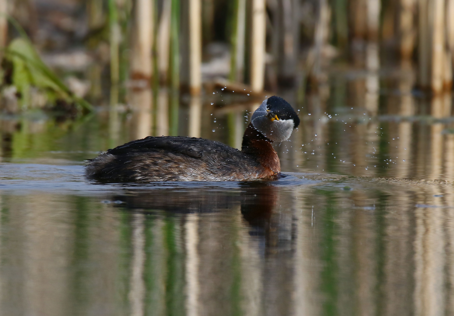 Rothalstaucher  - (Podiceps grisegena)