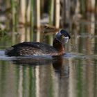 Rothalstaucher  - (Podiceps grisegena)