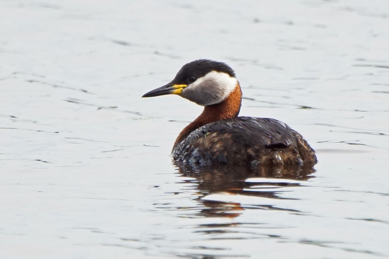 Rothalstaucher (Podiceps grisegena)