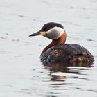 Rothalstaucher (Podiceps grisegena)