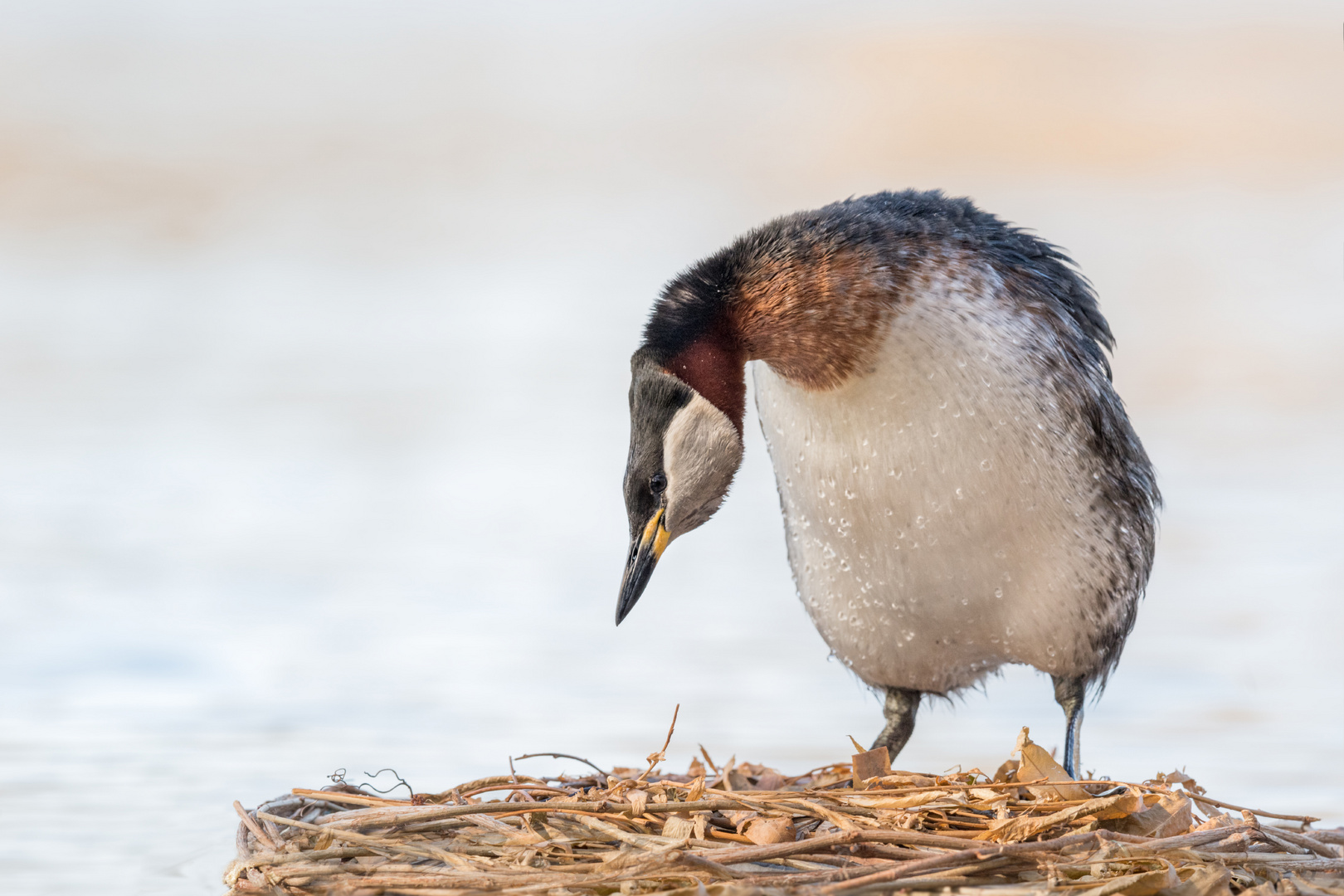 Rothalstaucher (Podiceps grisegena)