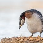 Rothalstaucher (Podiceps grisegena)