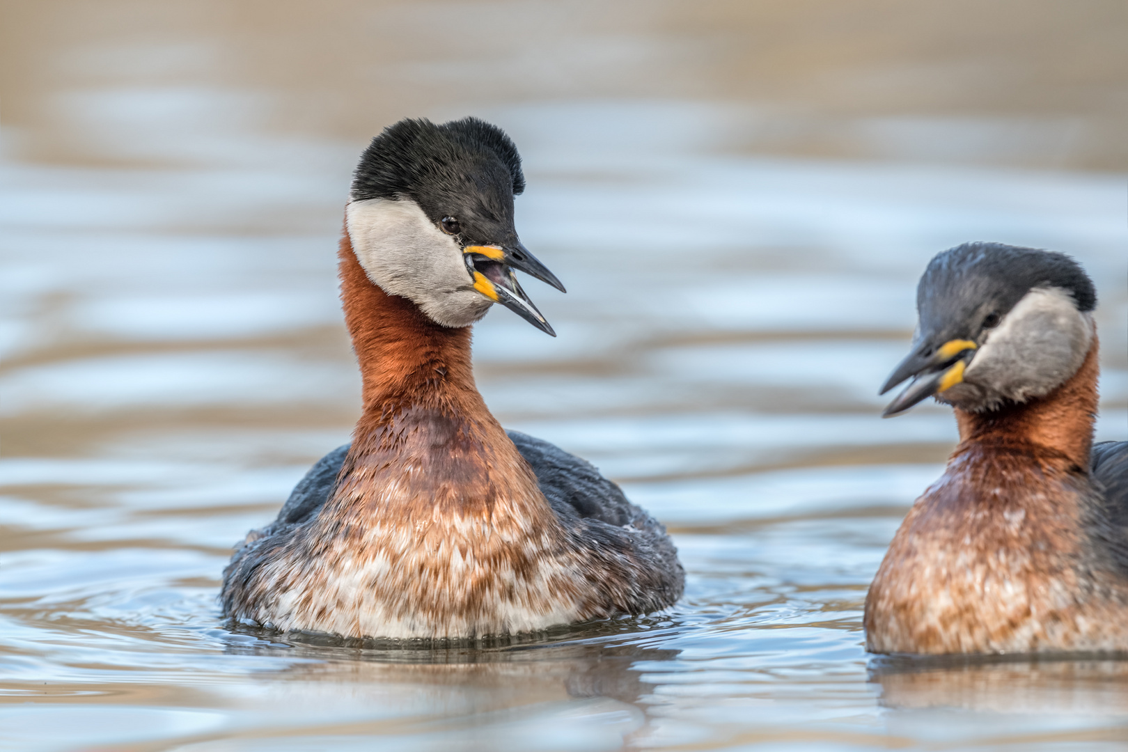 Rothalstaucher (Podiceps grisegena)