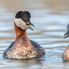 Rothalstaucher (Podiceps grisegena)