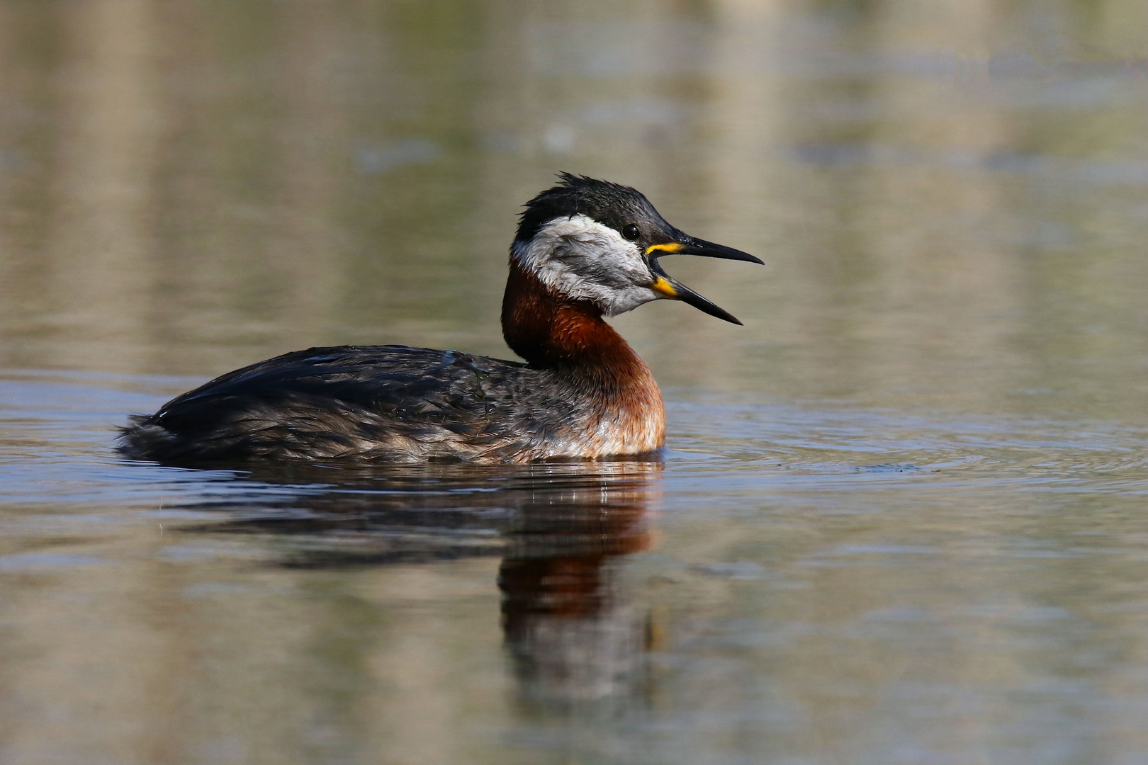 Rothalstaucher - Podiceps grisegena - rufend