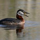 Rothalstaucher - Podiceps grisegena - rufend