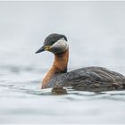 Rothalstaucher - Red-necked grebe