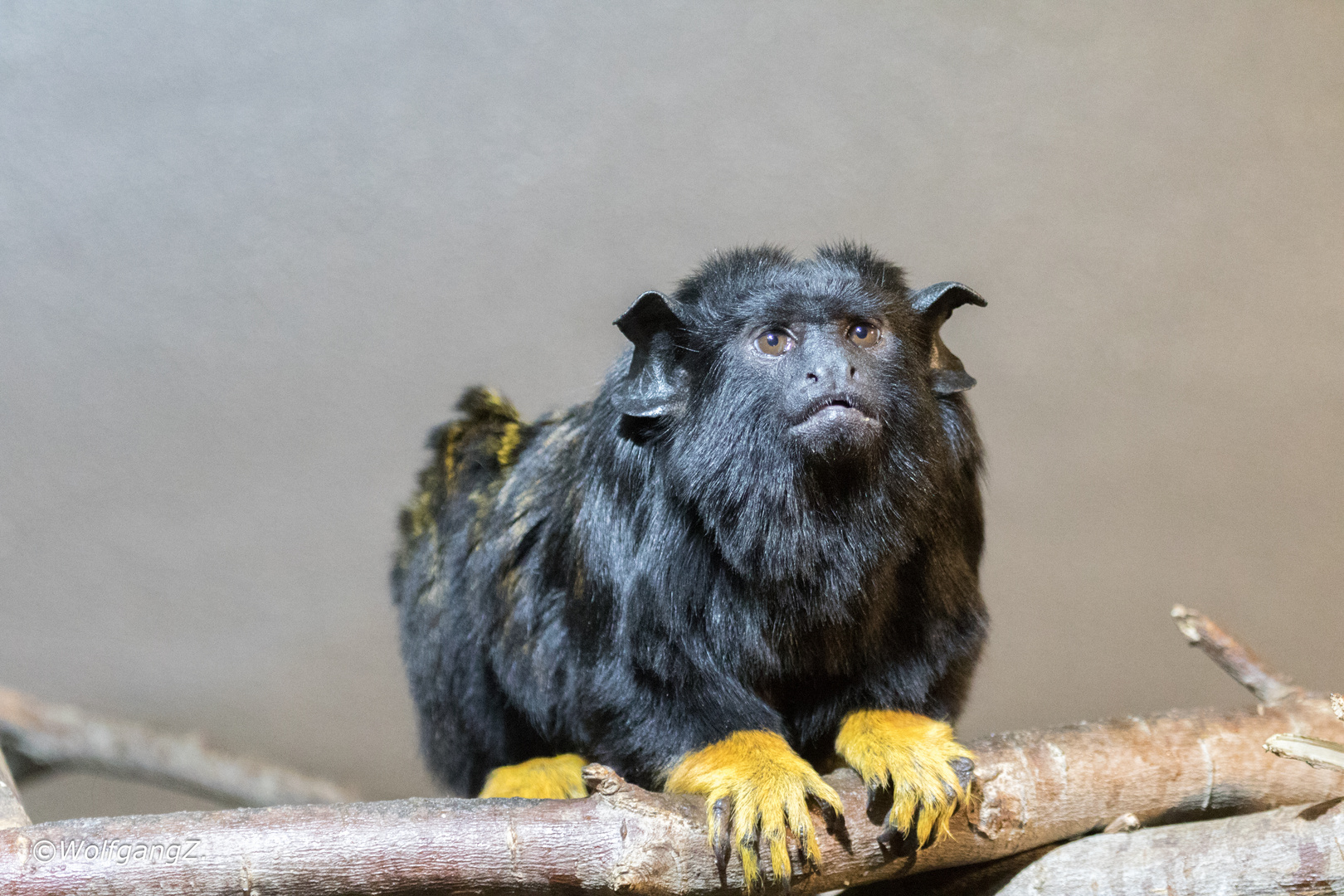 Rothandtamarin