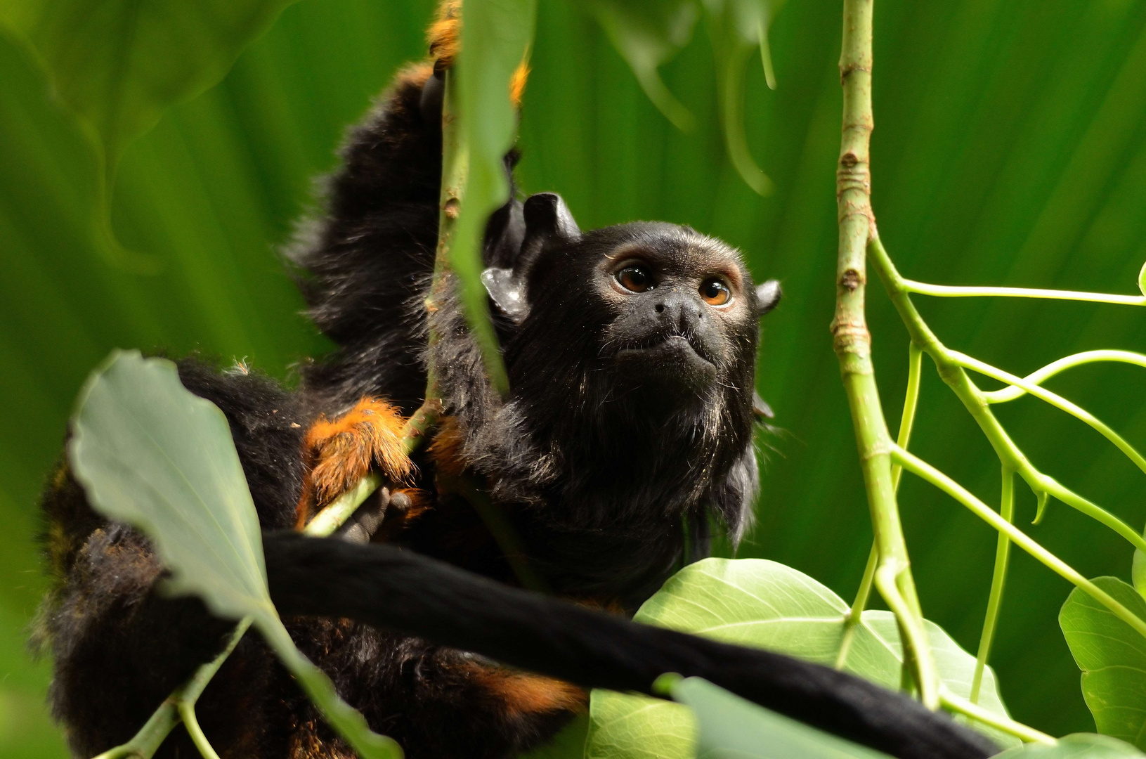 Rothandtamarin