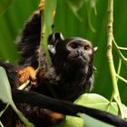 Rothandtamarin