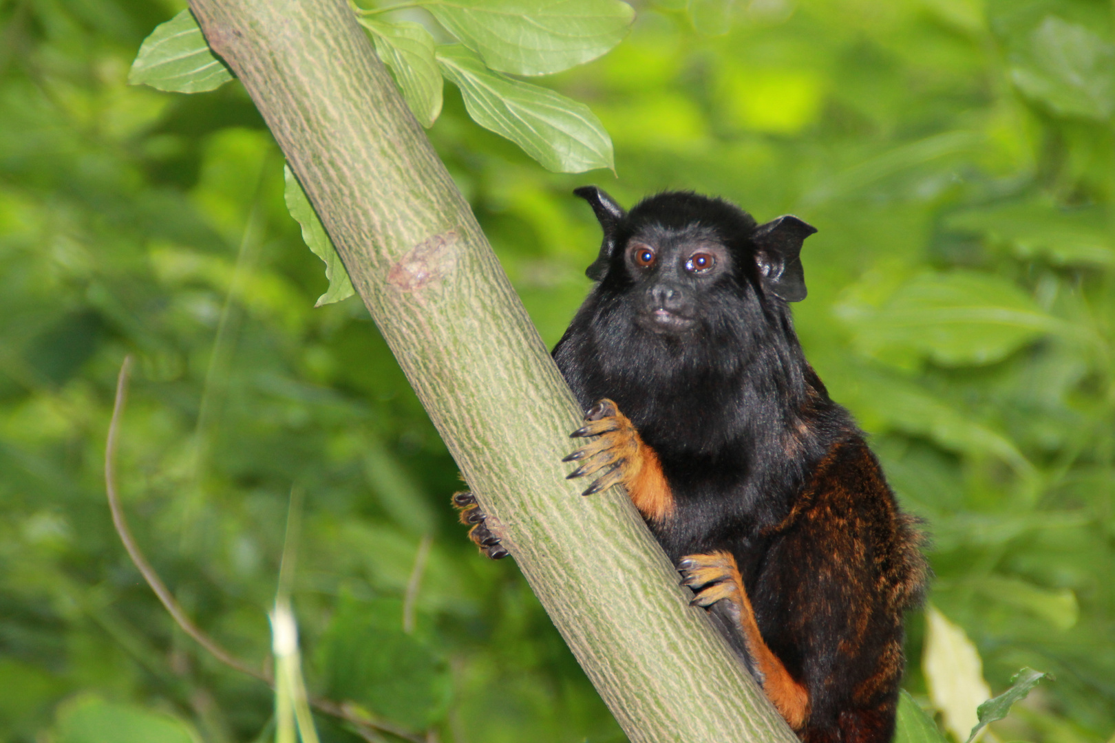 Rothandtamarin