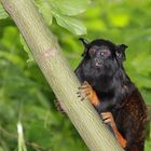 Rothandtamarin