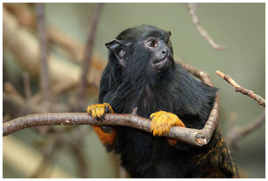 Rothandtamarin (Saguinus midas)