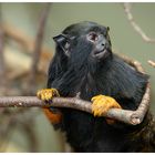 Rothandtamarin (Saguinus midas)